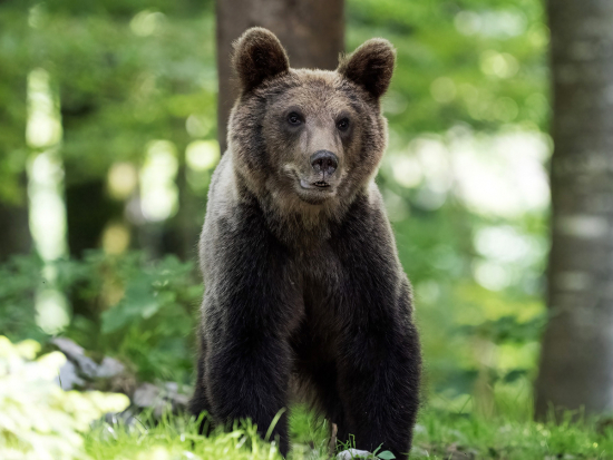 Strážníci vyzývají k obezřetnosti, muž nahlásil pohyb medvěda na okraji Zlína